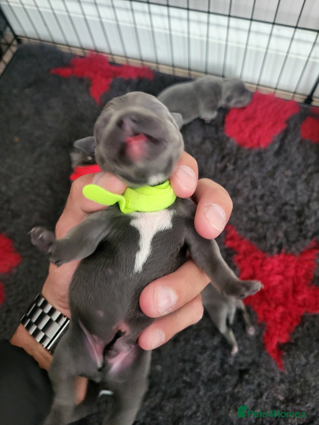 Staffordshire Bull Terrier dogs for sale: 🐶 KC Reg Staffordshire Bull Terrier Puppies 🐶 - Image 20