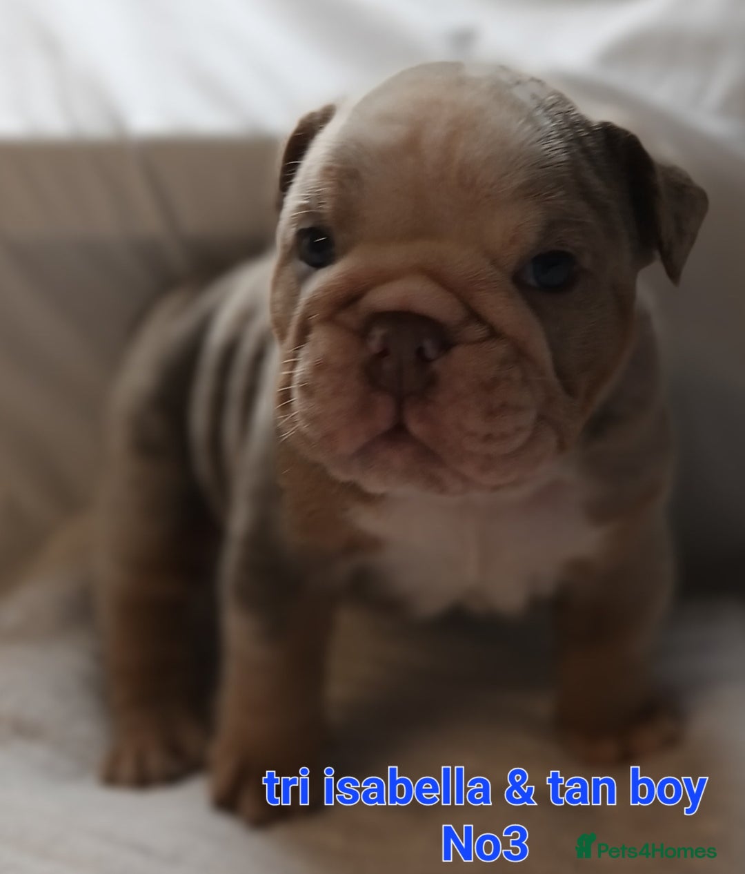 English Bulldog dogs for sale: Dwkc englìsh bulldog puppies  - Image 36
