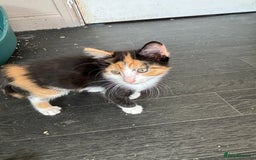 Mixed Breed cats for sale: Adorable kitten - Image 13
