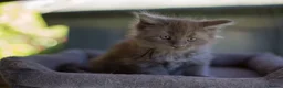 Maine Coon cats for sale: Beautiful fluffy Maine Coon pedigree kittens - Advert 7