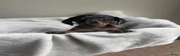 Miniature Dachshund dogs for sale: Miniture dachshund girl - Advert 2