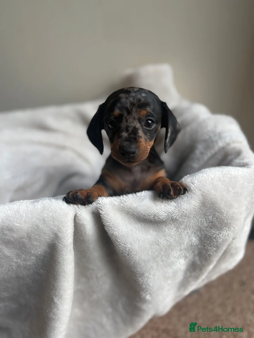 Miniature Dachshund dogs for sale: Miniture dachshund girl - Advert 2