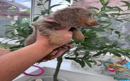 Miniature Dachshund dogs for sale: 1 Gorgeous Miniature long hair Daschund available - Advert 6