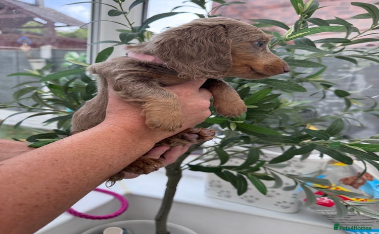 Miniature Dachshund dogs - Advert 9