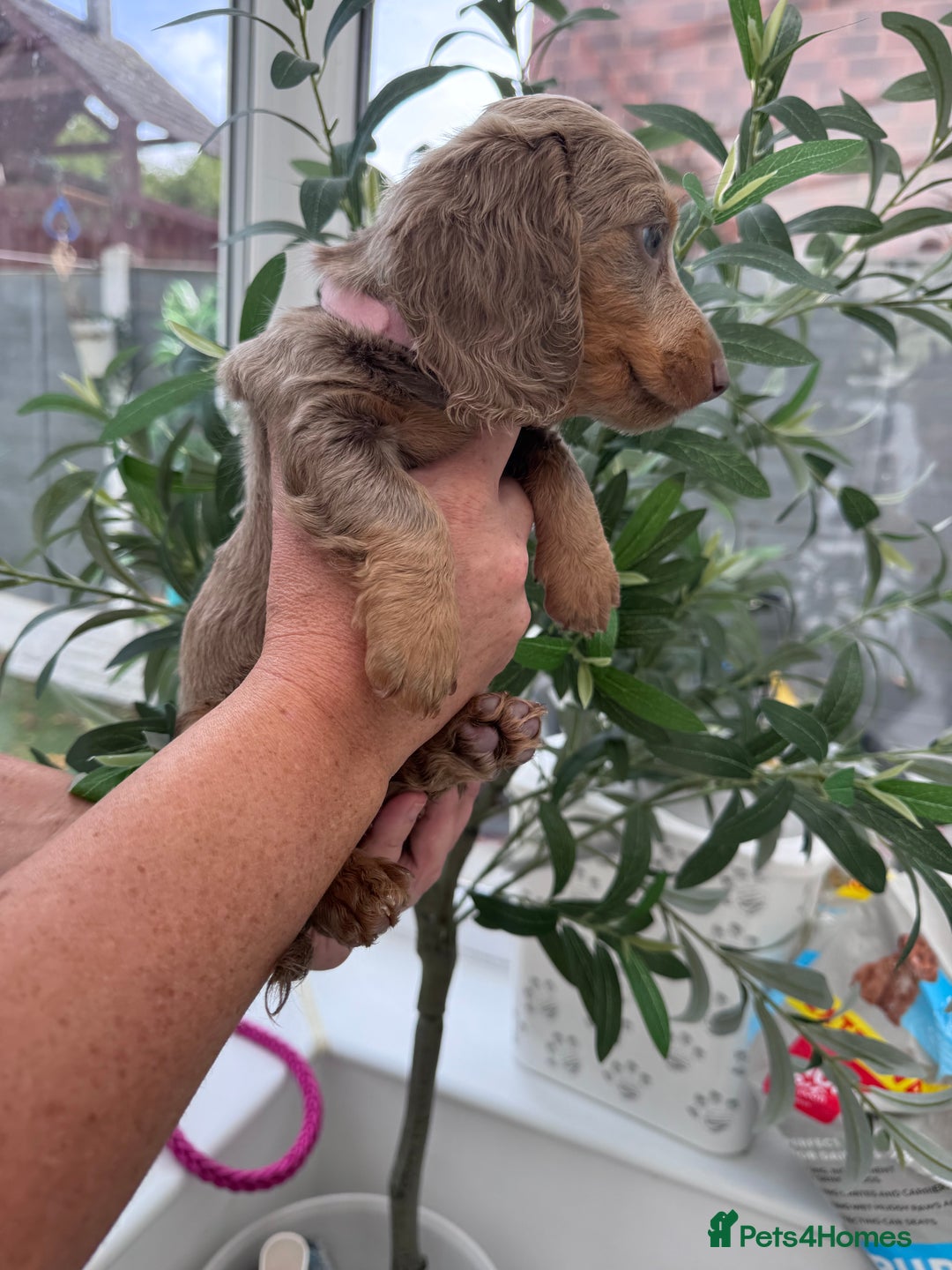 Miniature Dachshund dogs for sale: 1 Gorgeous Miniature long hair Daschund available - Advert 6