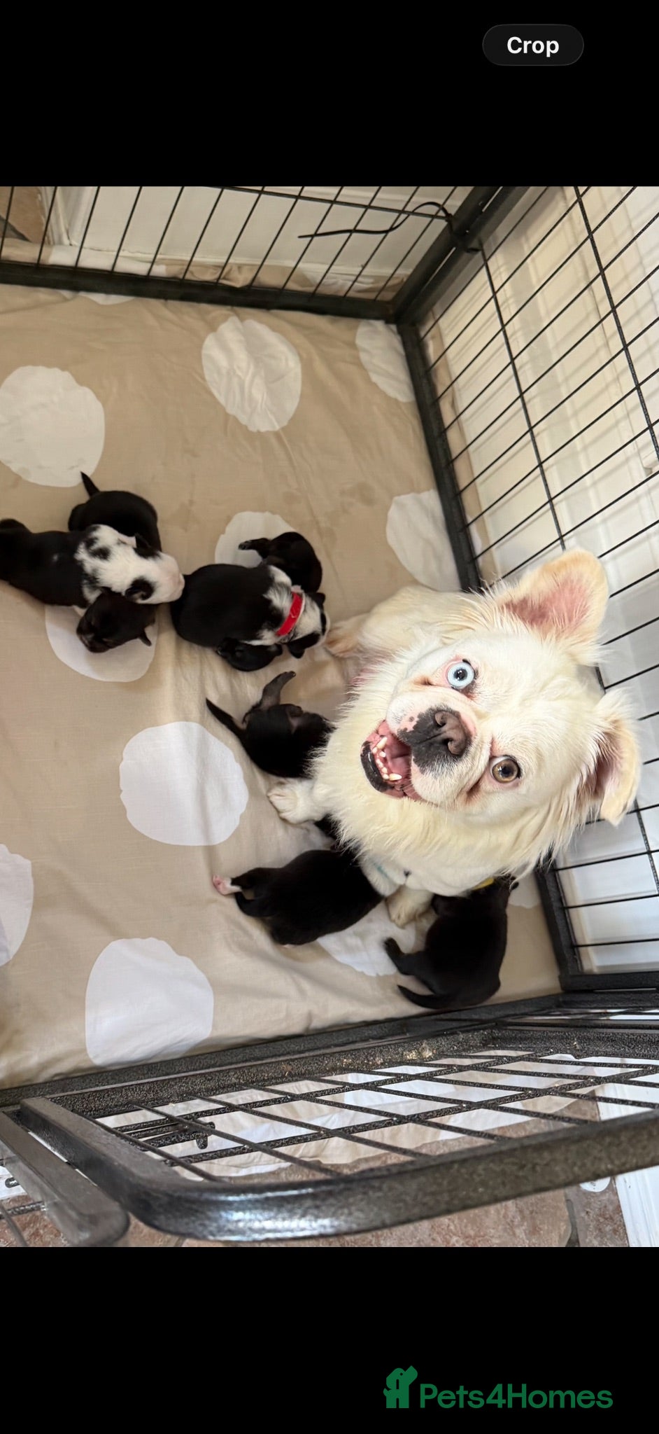 Mixed Breed dogs Fluffy French puppie - Advert 8