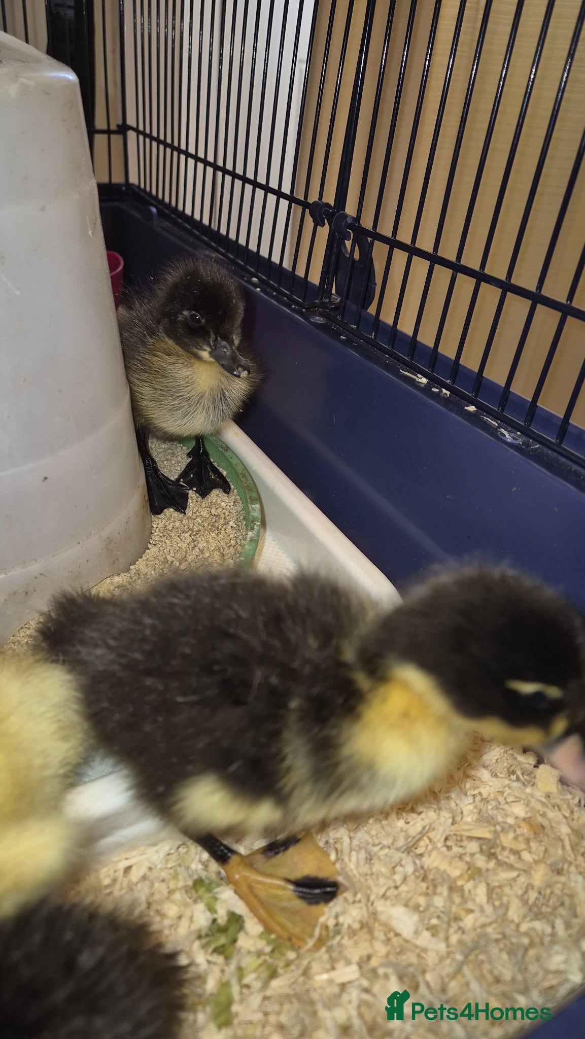 Ducks poultry 3 mixed Ducklings. Hatched on Easter day - Advert 2