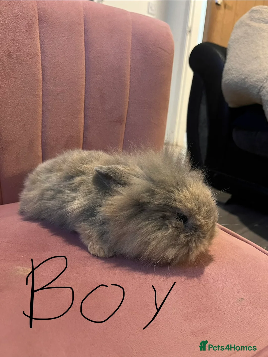 Mini Lop rabbits for sale: Mini lop - Advert 13