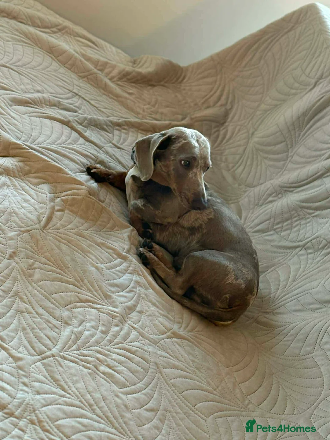 Miniature Dachshund dogs for stud: Gorgeous miniature dachshund for stud  - Advert 7