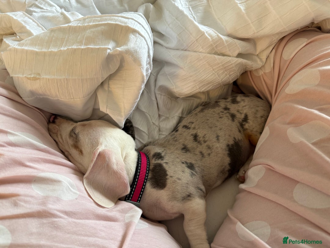 Dachshund dogs for sale: millie the miniature dachshund  - Advert 2