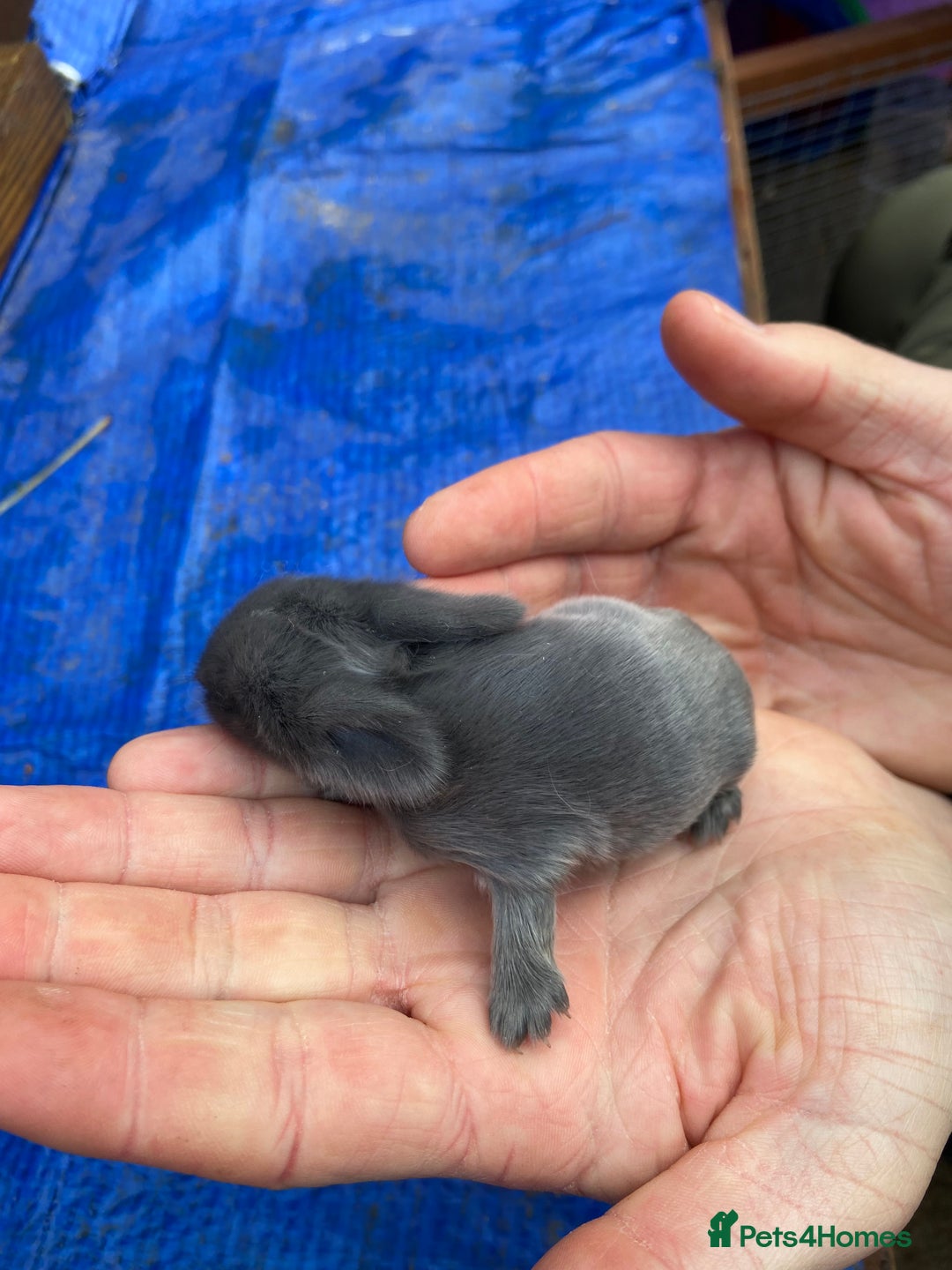 Mini Lop rabbits for sale: 🩵 blue mini lops 🩵 - Advert 10