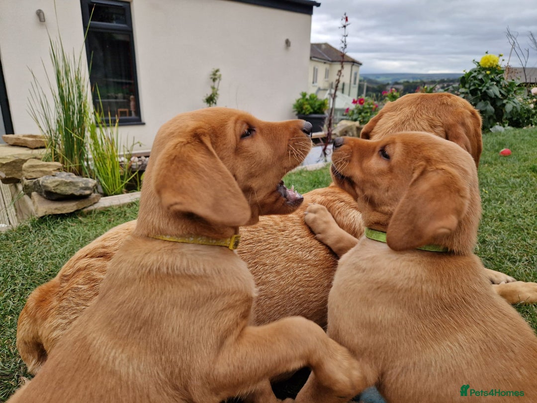 Labrador Retriever dogs for sale: KC Reg Fox-red Lab puppies, working type - Image 6