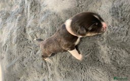 Australian Shepherd dogs for sale: Exceptional Australian Shepherd Puppies - Image 14