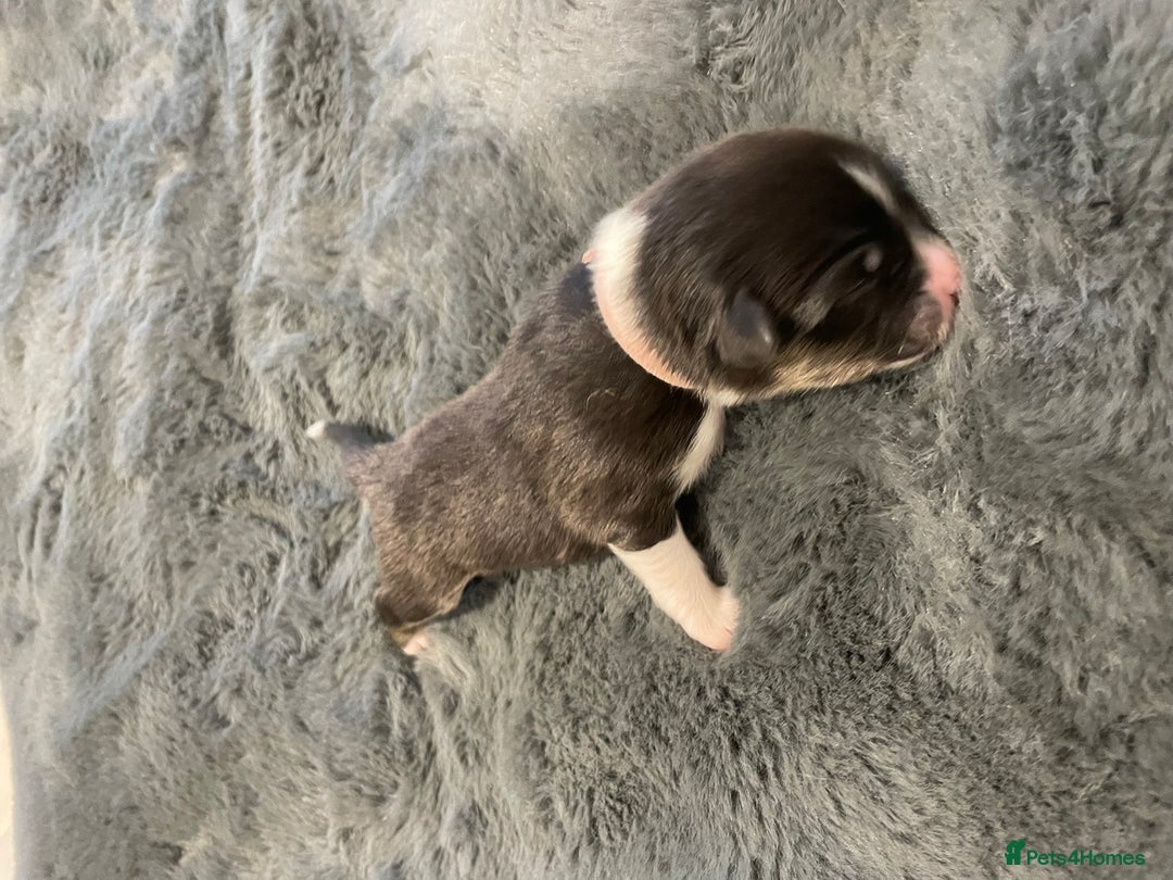 Australian Shepherd dogs for sale: Exceptional Australian Shepherd Puppies - Image 14