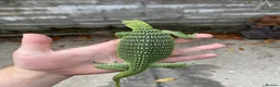 Monitor reptiles for sale: Varanus Reisengeri PAIR (Yellow Tree Monitors) - Advert 7