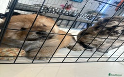 Chow Chow dogs for sale: BLACK GIRL CHOW CHOW - READY NOW!!! - Image 17