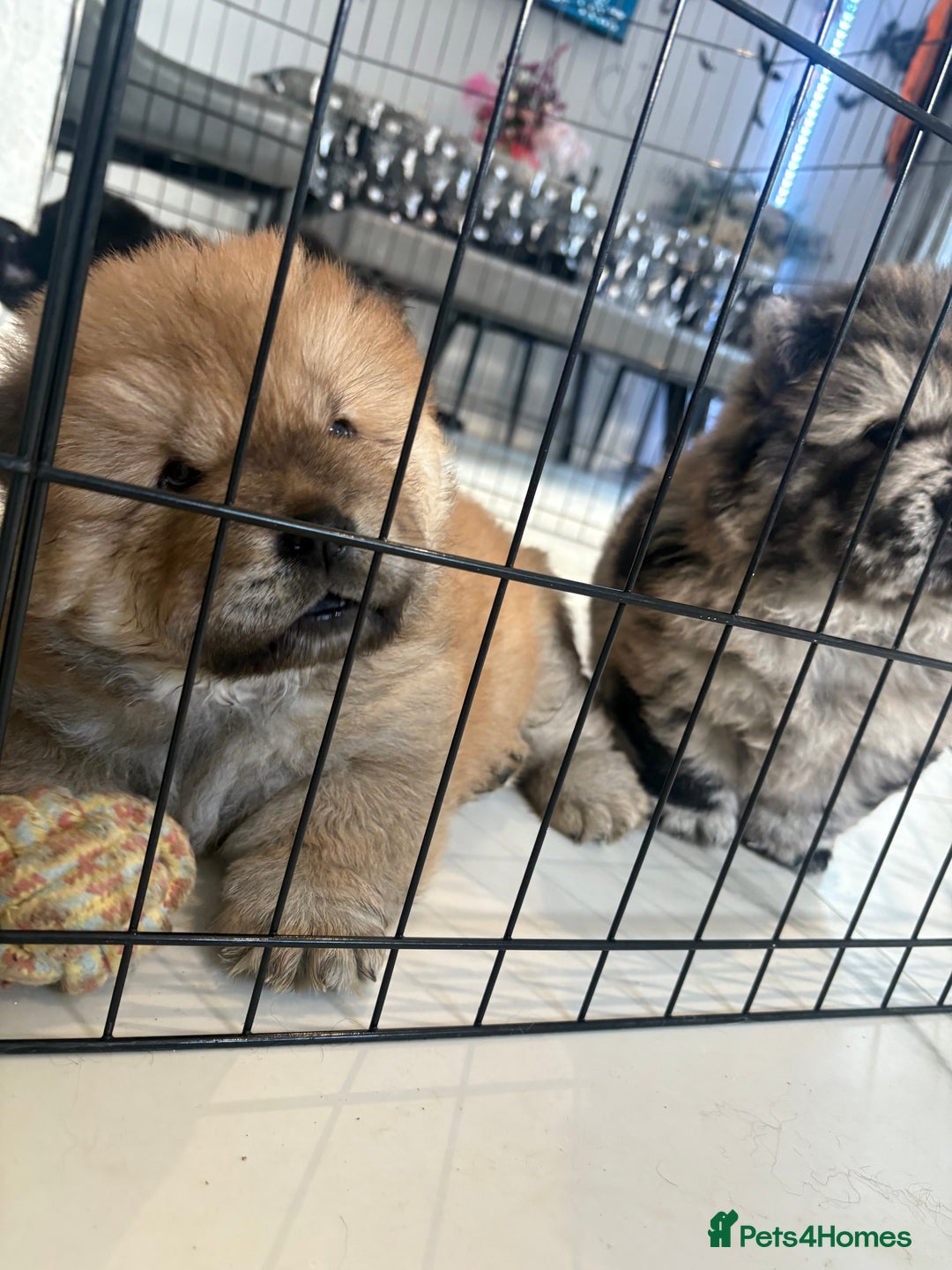 Chow Chow dogs for sale: BLACK GIRL CHOW CHOW - READY NOW!!! - Image 17