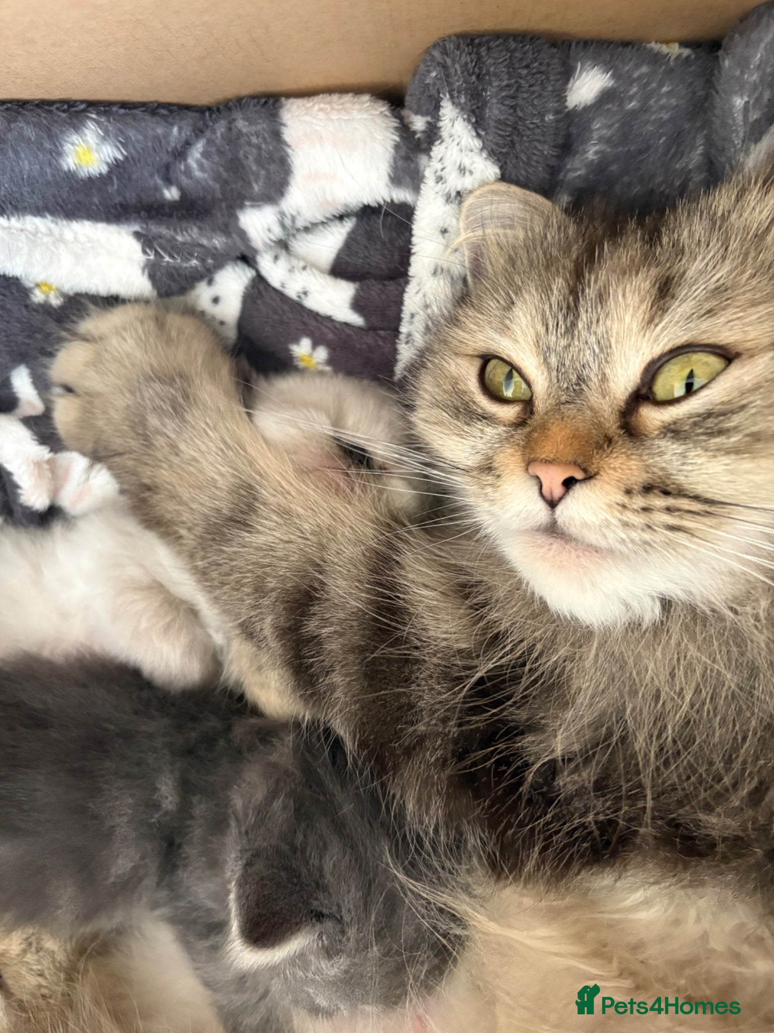 Persian cats for sale: Pure breed Rare Colors White Grey Persian Kitten - Advert 6