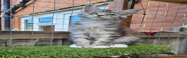 Black silver tabby with white