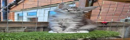 Maine Coon cats for sale: TICA polydactyl maine coon kittens - Advert 5