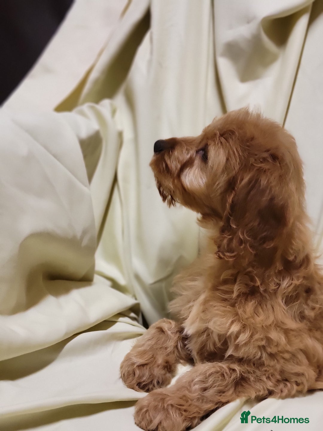 Cockapoo dogs for sale: Cockapoo puppies  - Advert 10