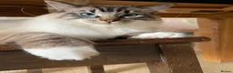 Ragdoll cats for sale: Ragdoll Boy needs Rehoming - Advert 1