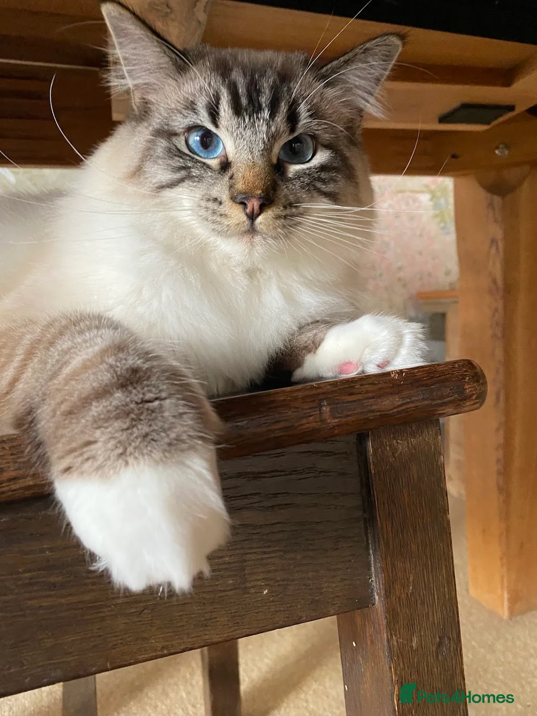 Ragdoll cats for sale: Ragdoll Boy needs Rehoming - Advert 1