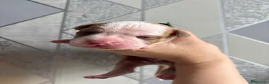 Alapaha Blue Blood Bulldog 4