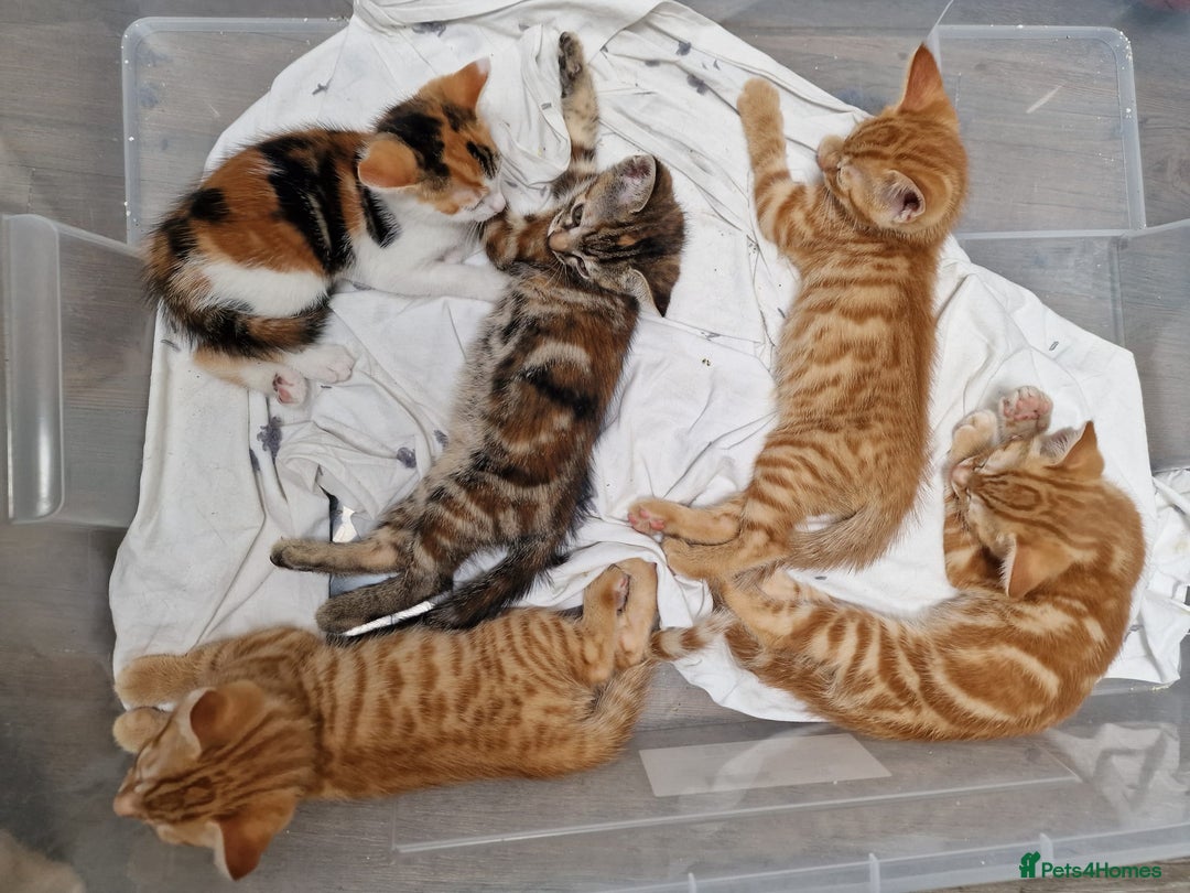 Mixed Breed cats for sale: 2 Ginger Boys, 1 Tabby Girl. Donate to charity - Image 22