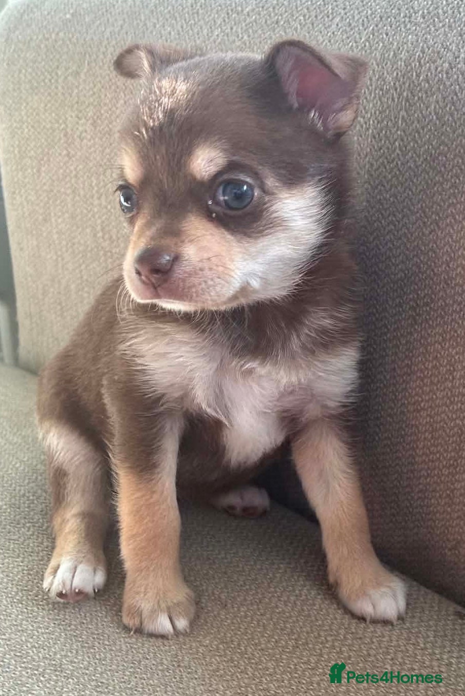 Pomchi dogs Beautiful Pomchi puppies  - Advert 1
