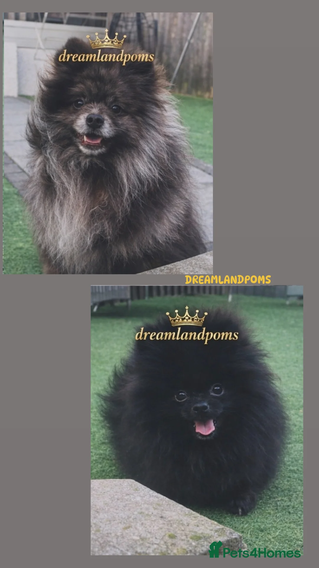 Pomeranian dogs for stud: top quality 5kg/3kgstud!chocolatemerle&fullblack🔥 - Advert 11