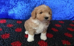 Australian Labradoodle dogs for sale: Stunning miniature Australian labradoodles - Image 21