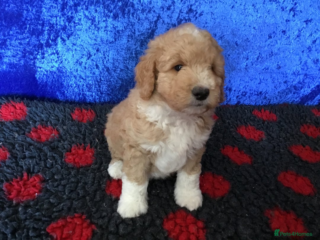 Australian Labradoodle dogs for sale: Stunning miniature Australian labradoodles - Image 21