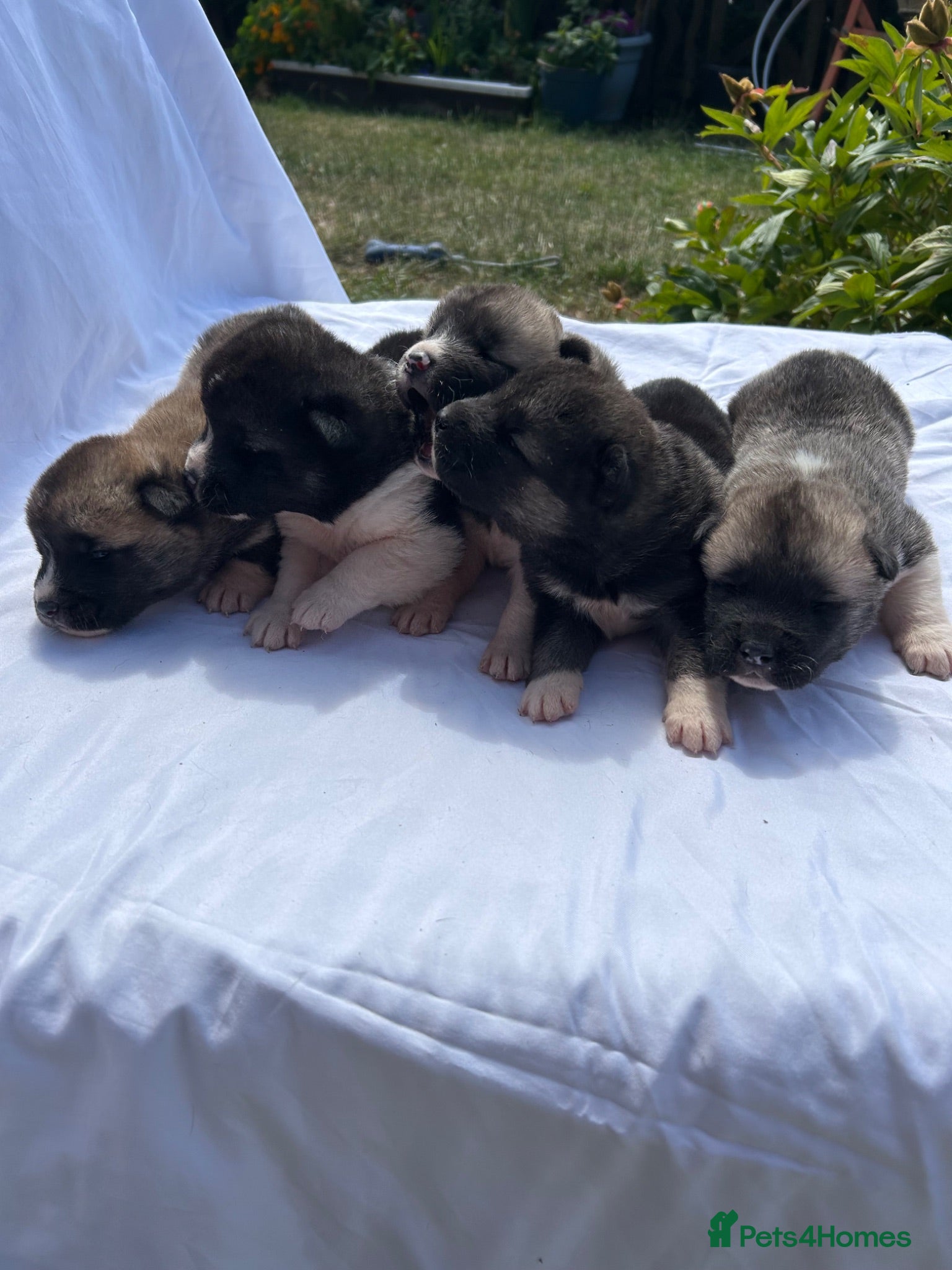Akita dogs Akita puppy’s  - Advert 5