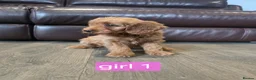 Cockapoo dogs for sale: Adorable F1 Cockapoo pups ♥️🐕🐾 in Bury Saint Edmunds - Advert 3