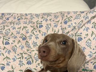 Dachshund dogs Isabella Tan Miniature Dachshund - Advert 2