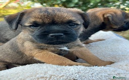 Border Terrier dogs for sale: KC Border Terrier  - Image 11