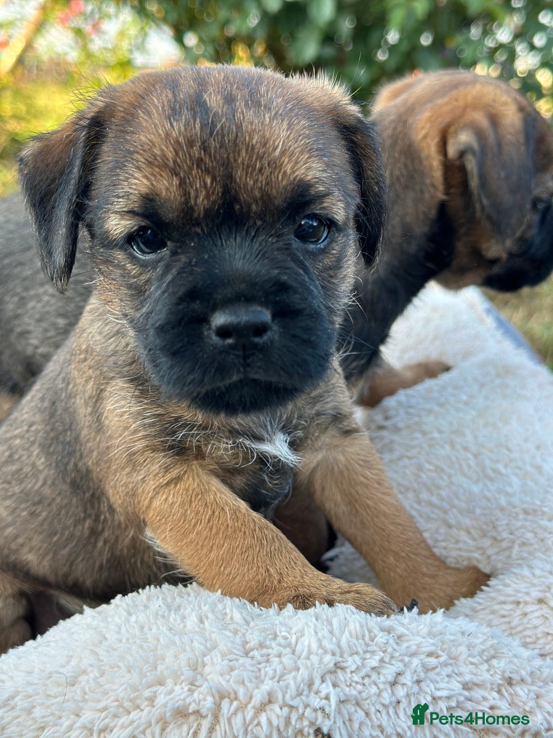 Border Terrier dogs for sale: KC Border Terrier  - Image 11
