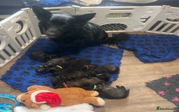 German Shepherd dogs for sale: German shepherd puppies  - Image 12