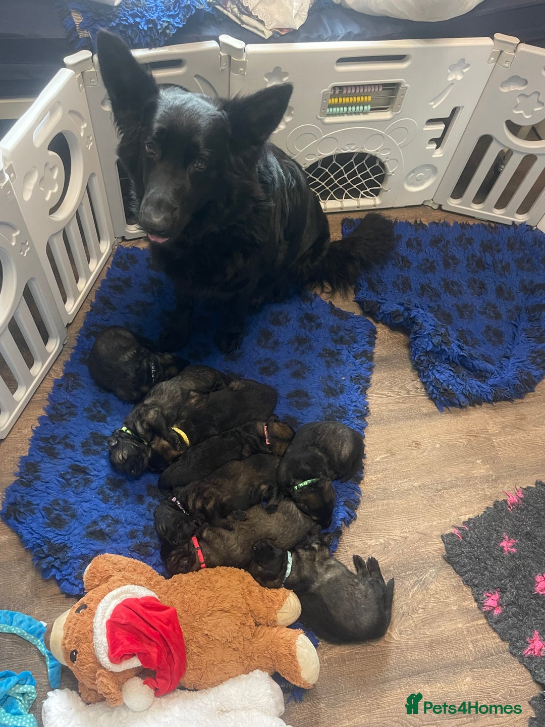 German Shepherd dogs for sale: German shepherd puppies  - Image 12