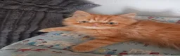 Mixed Breed cats for sale: Persian mix and Persian kittens in London - Advert 19