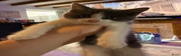 Mixed Breed cats for sale: Stunning female kitten (ragdoll cross shorthair)  - Advert 2