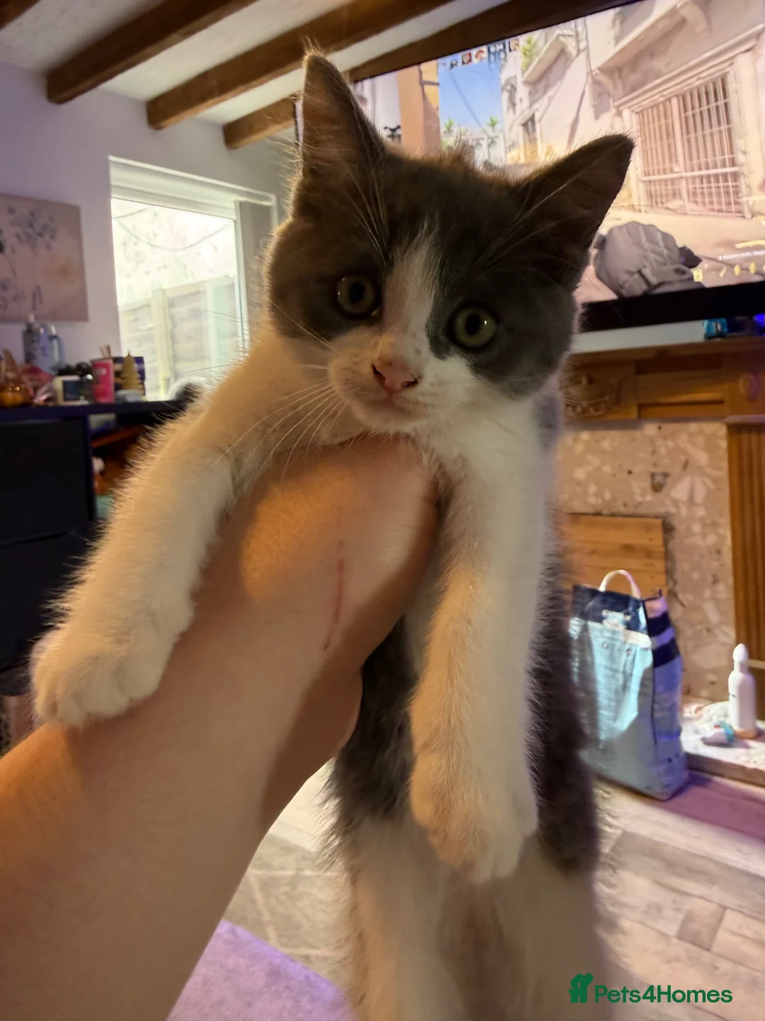Mixed Breed cats for sale: Stunning female kitten (ragdoll cross shorthair)  - Advert 2