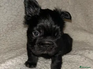 French Bulldog dogs Ready in 2 weeks! Fluffy French bulldog puppies - Advert 4