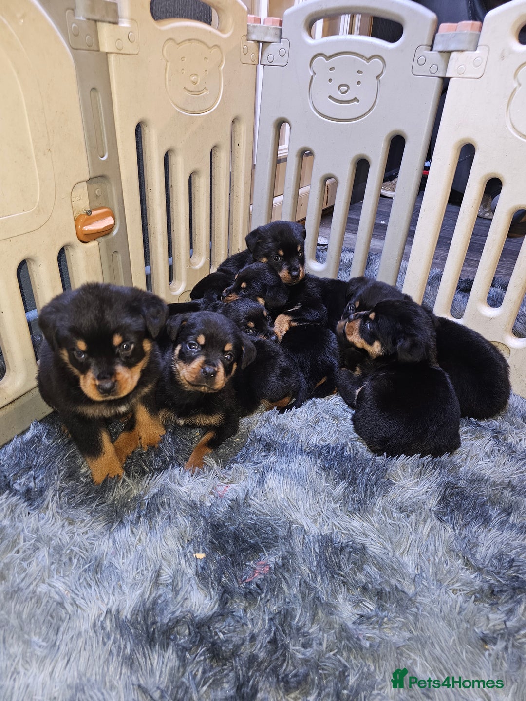 Rottweiler dogs for sale: Rottweiler puppy - Advert 5
