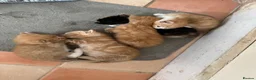 Mixed Breed cats for sale: Beautiful kittens for sale in Smethwick - Advert 9