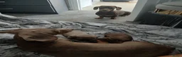 Miniature Dachshund dogs for sale: 2 beautiful boy miniature  dachunds  - Advert 7
