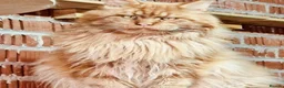 Maine Coon cats for sale: TICA Maine coon kittens - Advert 39