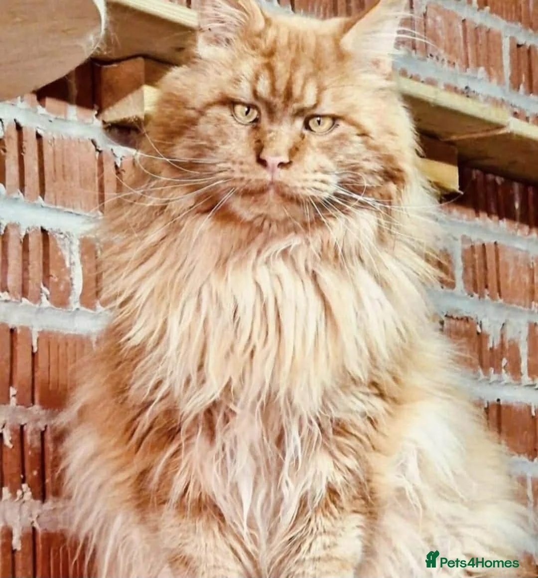 Maine Coon cats for sale: TICA Maine coon kittens - Advert 39