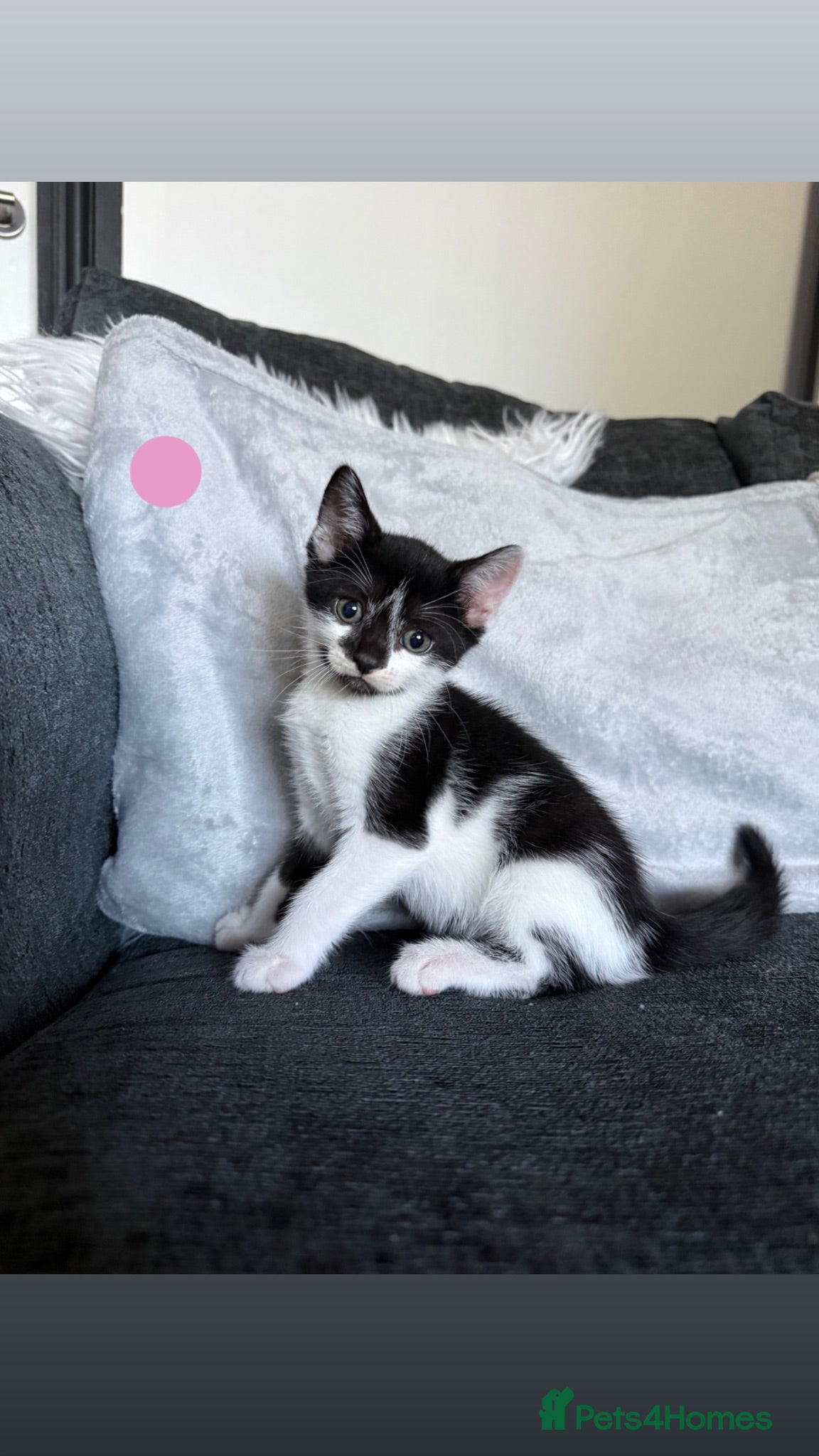 Mixed Breed cats Tuxedo kittens - 1 male 1 female  - Advert 5
